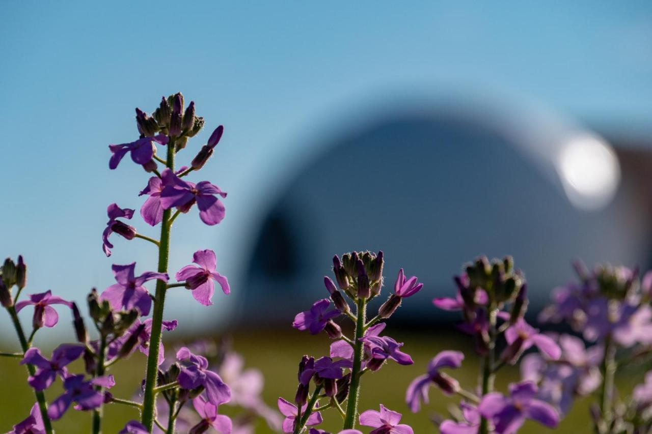 Garden Domes Villa Puerto Natales Exteriör bild